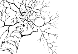 Project Image - Pando
